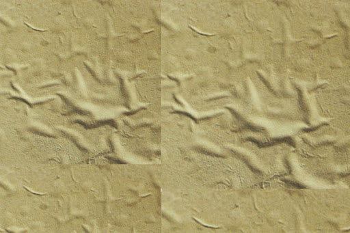 Lớp sơn bị nhăn