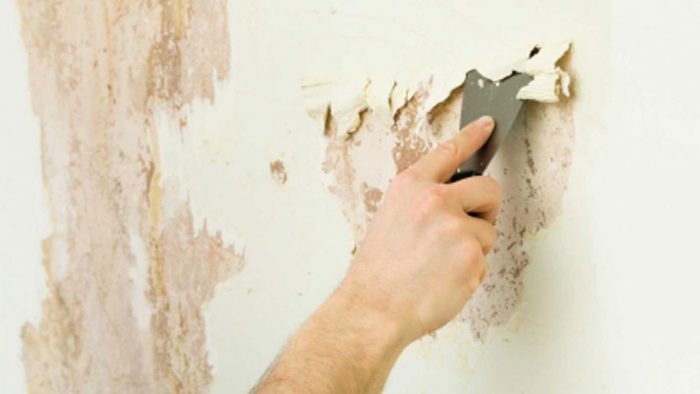 Lớp sơn bị mốc, bám rêu